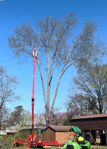 Tree Removal in Belle Meade