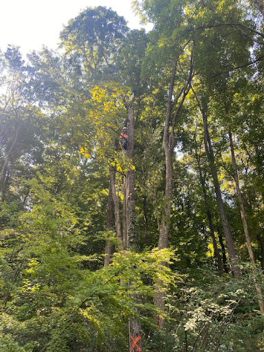 Tree Removal in Belle Meade