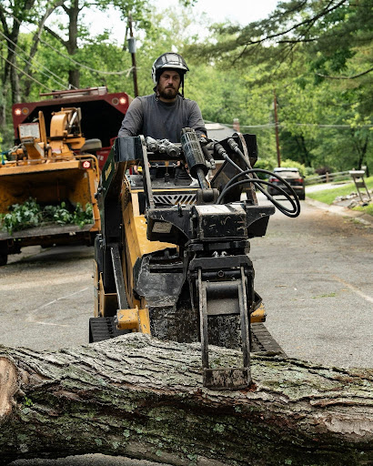 Tree Removal in Broomall
