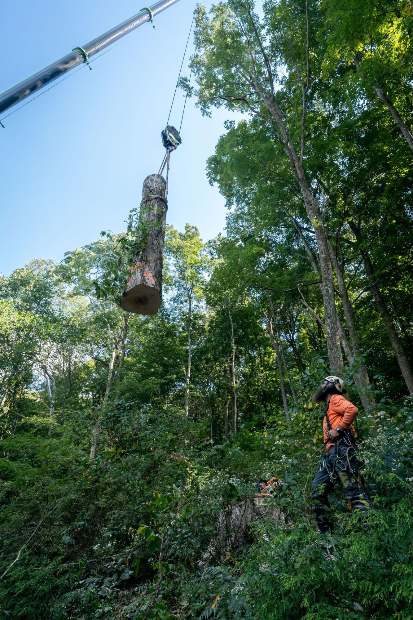 Tree Removal in Spring Hill