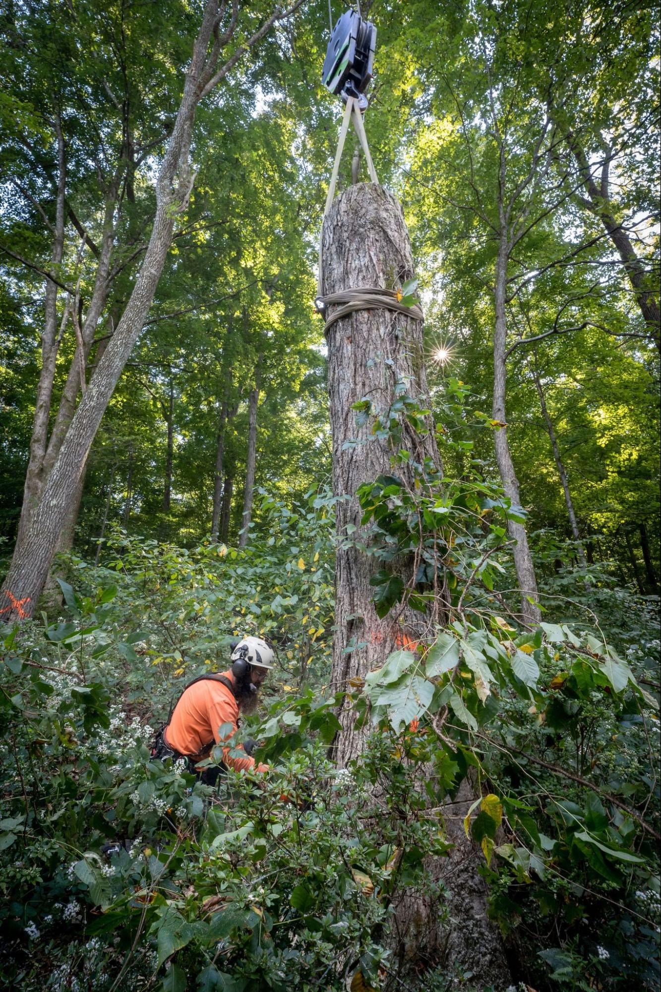 Tree Removal in Spring Hill
