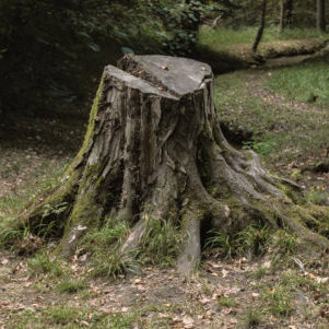 stump and roots