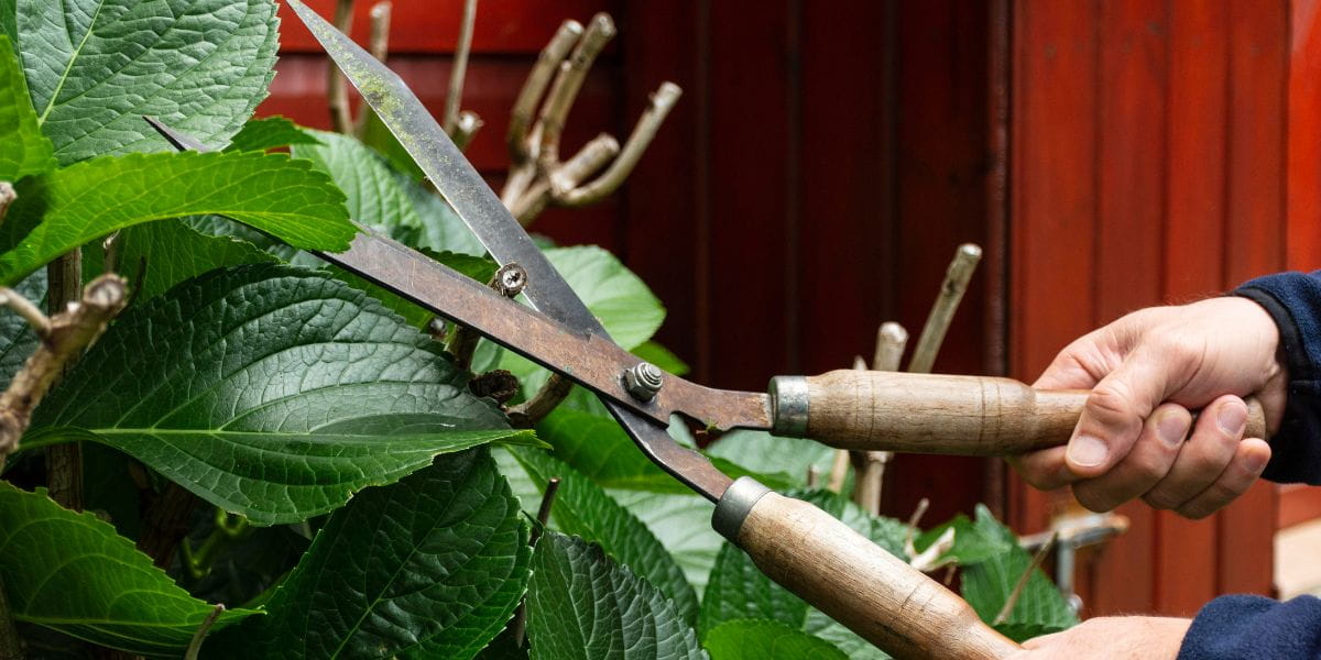 diy tree trimming